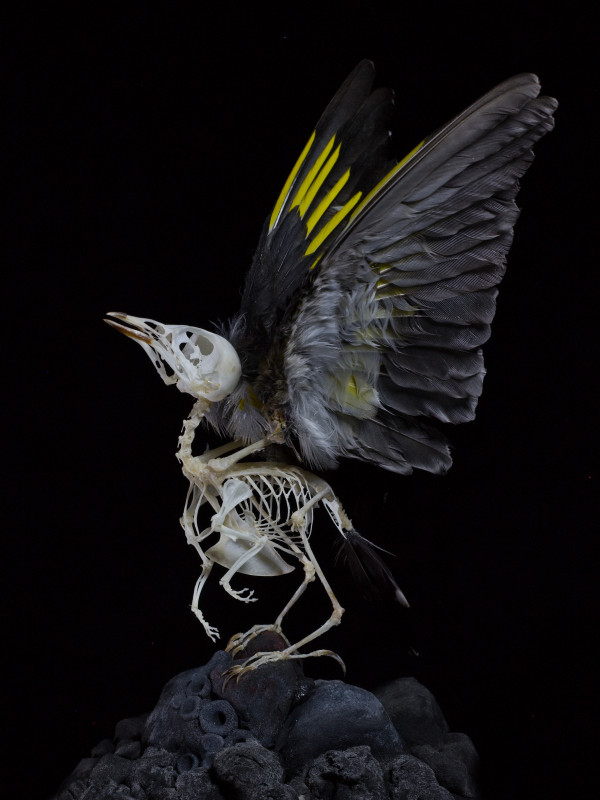 A fantastical creature with a skeleton body and wings